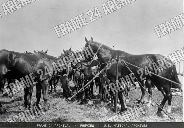 Horses of 13th Cavalry, vintage black and white photograph