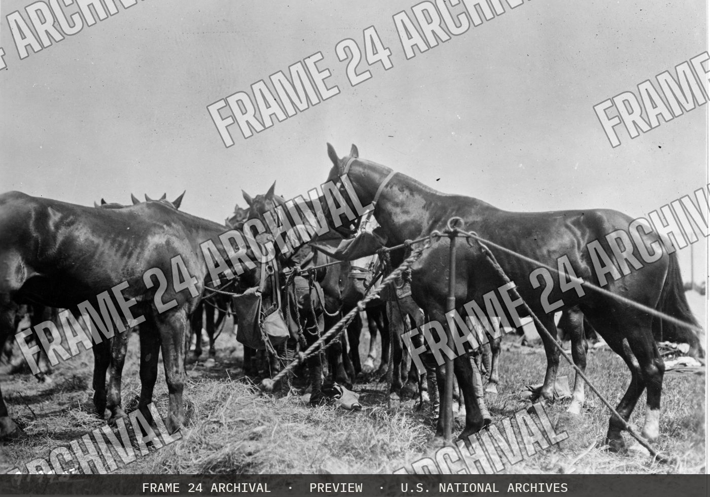 Horses of 13th Cavalry (1927), restored vintage black and white photograph