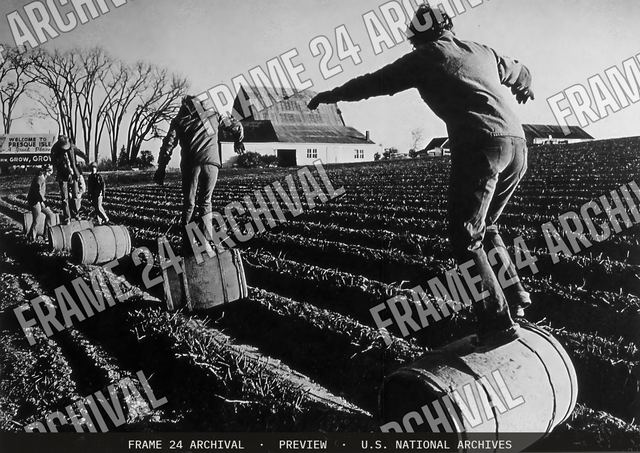 Poster of Harvest Break in Maine, vintage black and white photograph